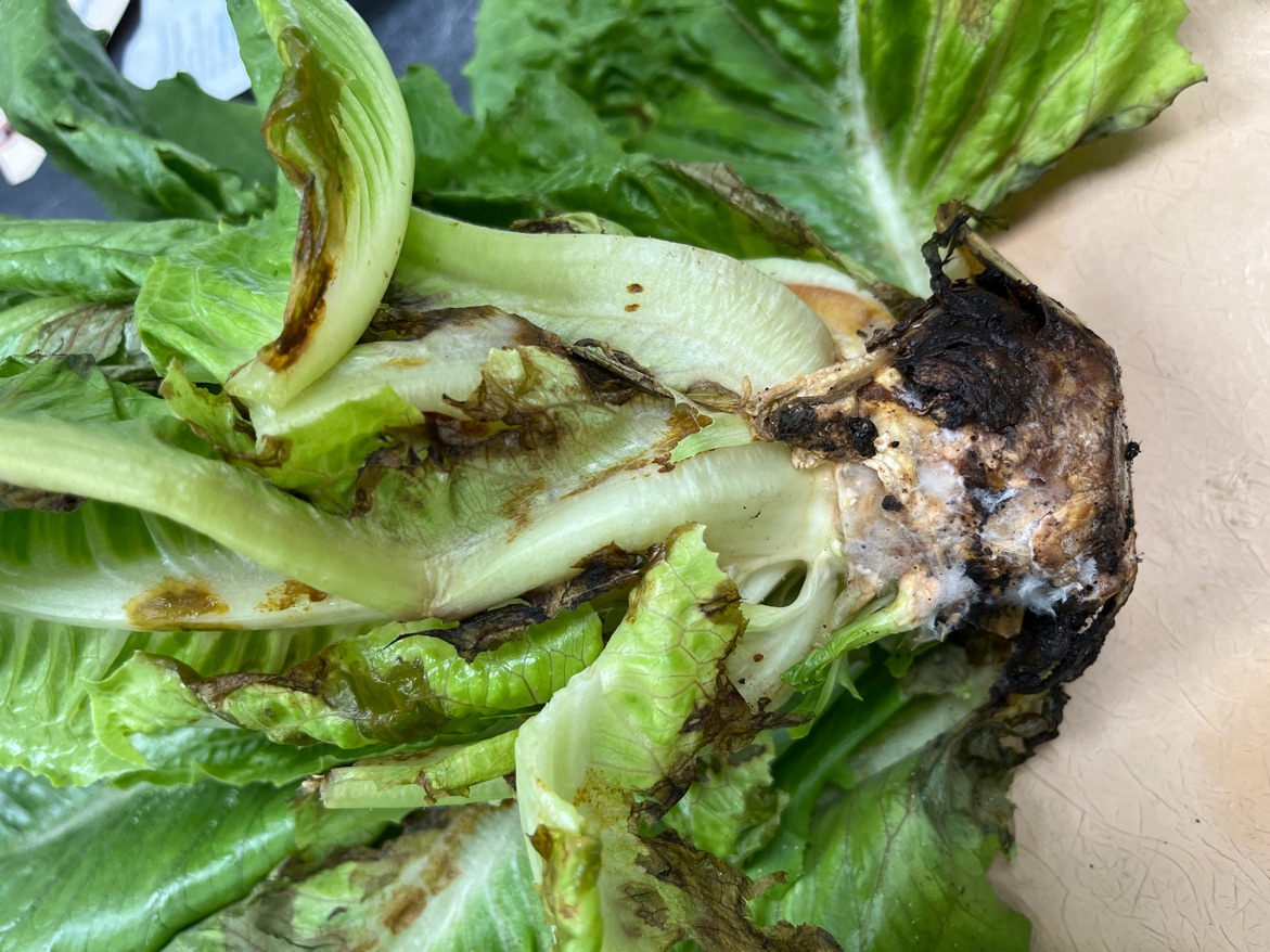 lettuce bottom rot.jpg